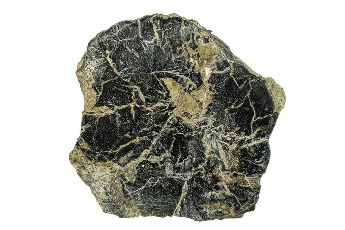 Polished Petrified Wood Limb End-Cut - Indonesia #271452